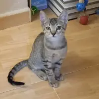 Adopta a Rayitas