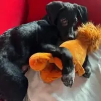 Adopta a Rayito