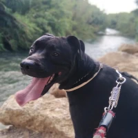 Adopta a Django