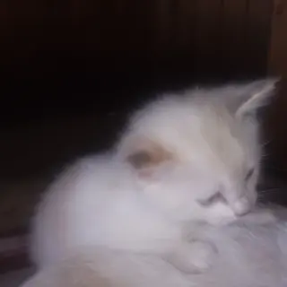 ?