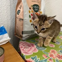 Adopta a Tao