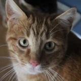 Adopta a Lolo
