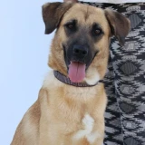 Adopta a Rubí