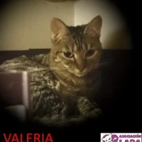 Adopta a Valeria