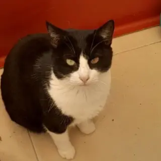 Pirata
