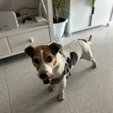 Adopta a Homer