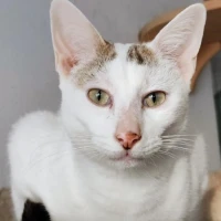 Adopta a Yago
