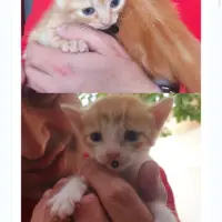 Adopta a Camada Gatos