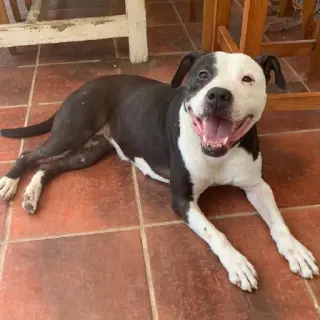 Gorda