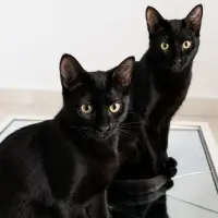 Adopta a Telma Y Louise