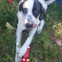 Adopta a Betoben
