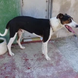 Adopta a Leo