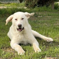 Adopta a Ramón