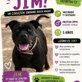 Adopta a Jimy