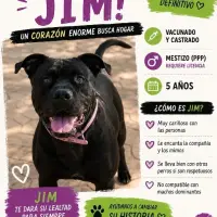 Adopta a Jimy
