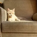 Adopta a Asia