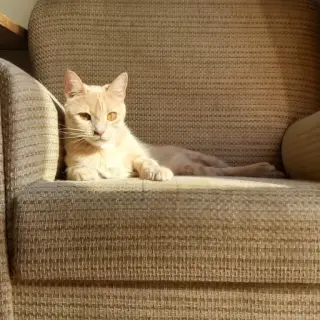 Asia