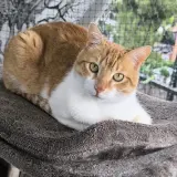Adopta a Ösel