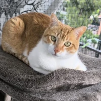 Adopta a Ösel