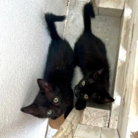 Adopta a Nyx Y Érebo