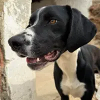 Adopta a Denver