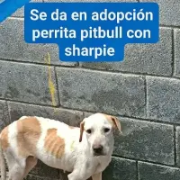 Adopta a Luna