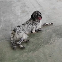 Adopta a Willson