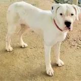 Adopta a Zeus