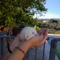 Adopta a Gatos