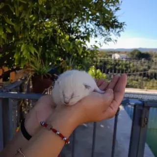 Gatos