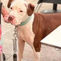 Adopta a Guffy