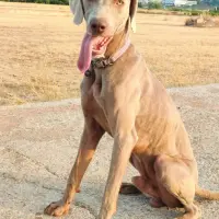 Adopta a Maggie