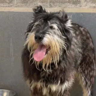 Lluna