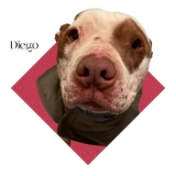 Adopta a Diego