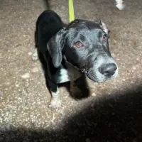 Adopta a Moka