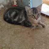 Adopta a Pardito