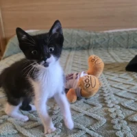 Adopta a Felix 1
