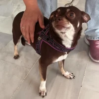 Adopta a Lola (Chihuahua)