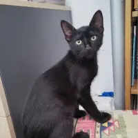 Adopta a Perseo