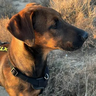 Oso