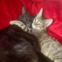 Adopta a Bast & Koda