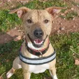 Adopta a May