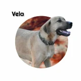 Adopta a Vela