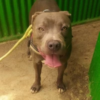 Adopta a Hulk Blusy