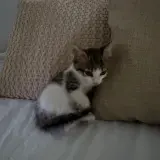 Adopta a Tolito