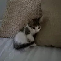 Adopta a Tolito