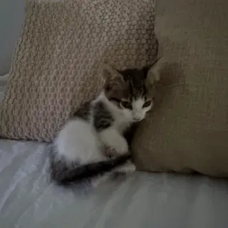 Tolito