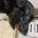 Adopta a Tango
