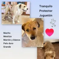 Adopta a Nico