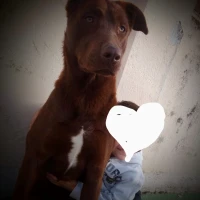 Adopta a Coco